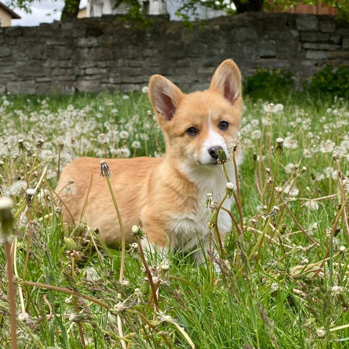 Дівчатка коргі | Вельш коргі пемброк | Продаж