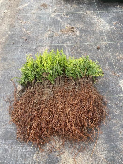 TUJA SZMARAGD THUJA SMARAGD sadzonki 200szt/1szt - 1zł