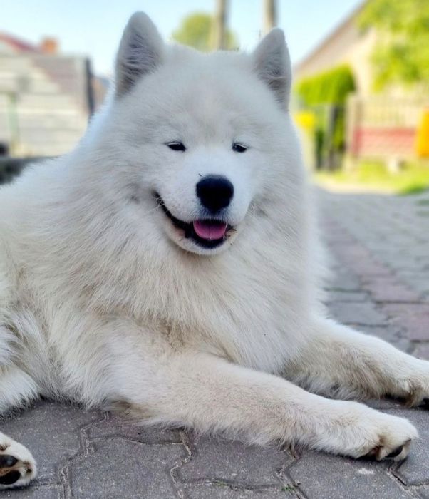 Samoyed szczeniak gotowy ZKwP FCI