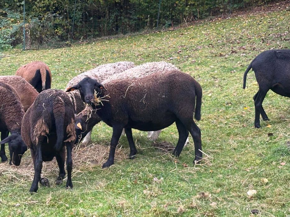 Owca kotna Dorper 75%