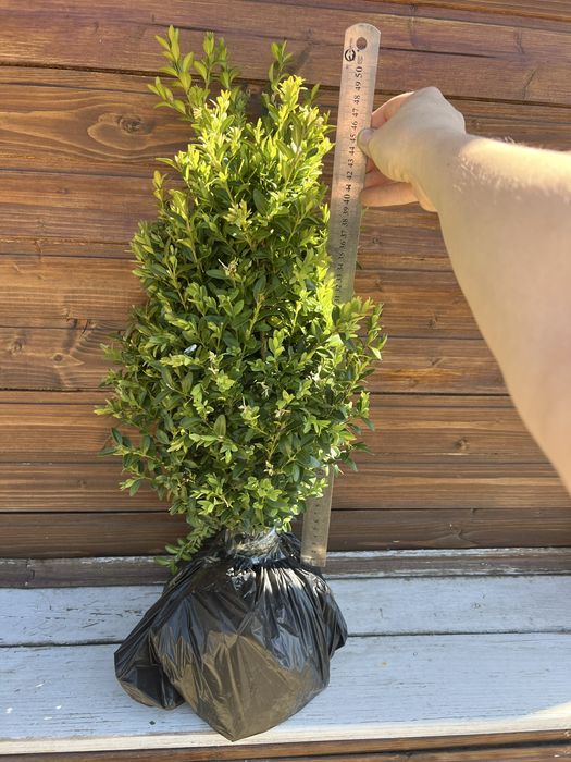 Самшит Buxus (40/50см)