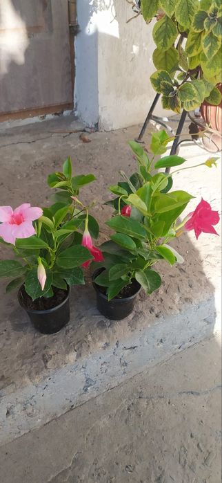 Дипладенія підрощена