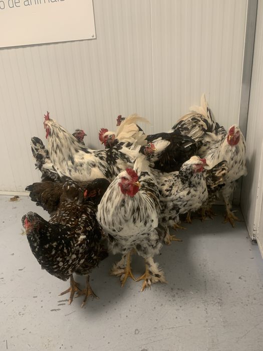 Galinhas Exóticas, Pintos e Ovos Azuis