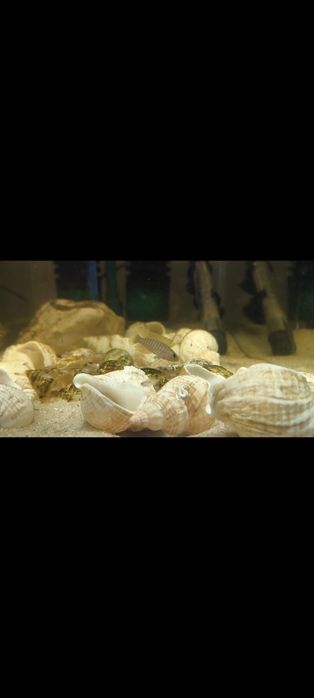 Neolamprologus similis