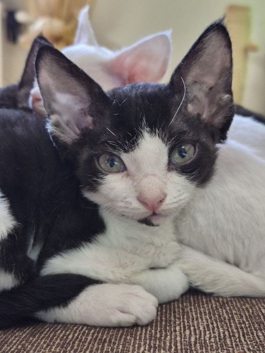 Дівчинка девон-рекс