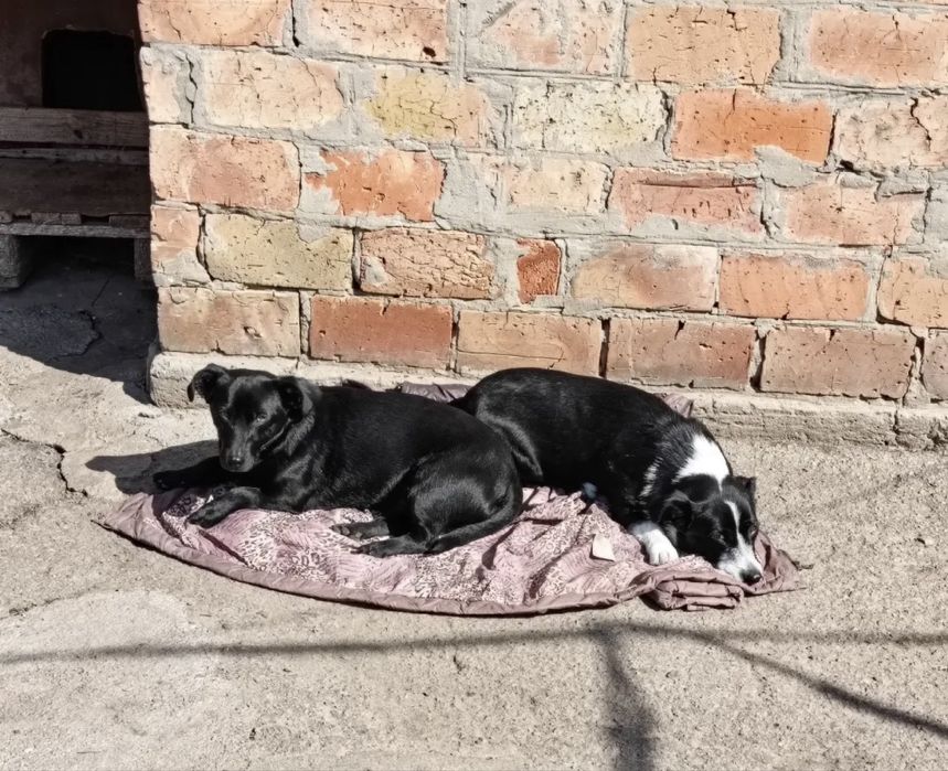 Тільки в добрі руки свої дворняги БЕЗКОШТОВНО