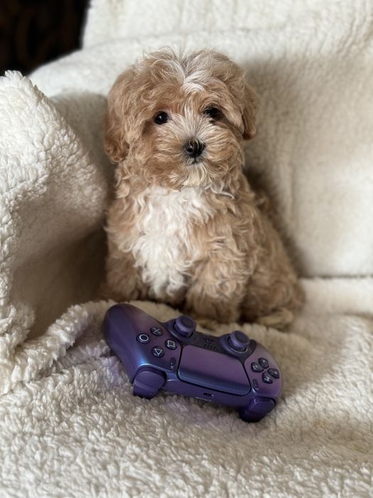 Мальтіпу міні мікро тікап тедді