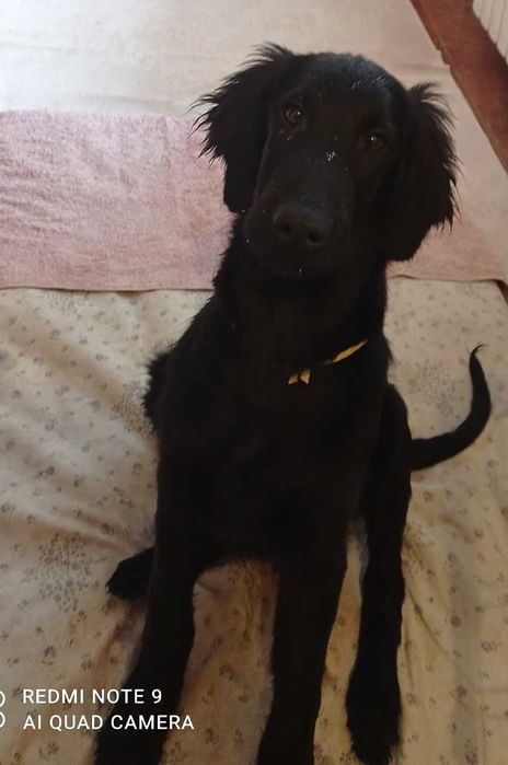 Flat Coated Retriever szczeniak 4 MIESIĄCE piesek - FCI -ZKwP