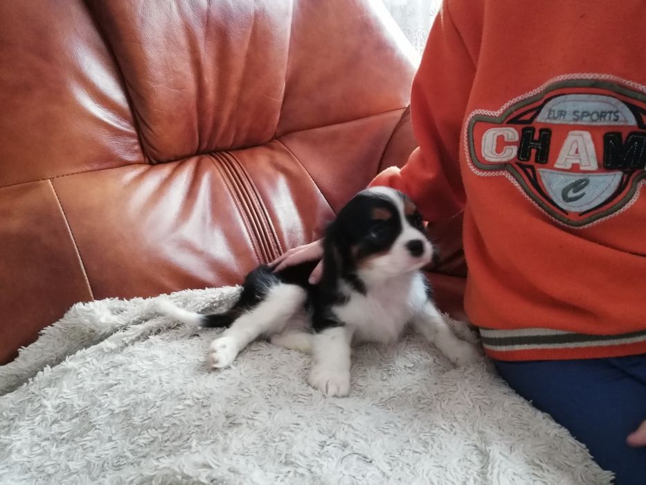 Cavalier King Charles Spaniel