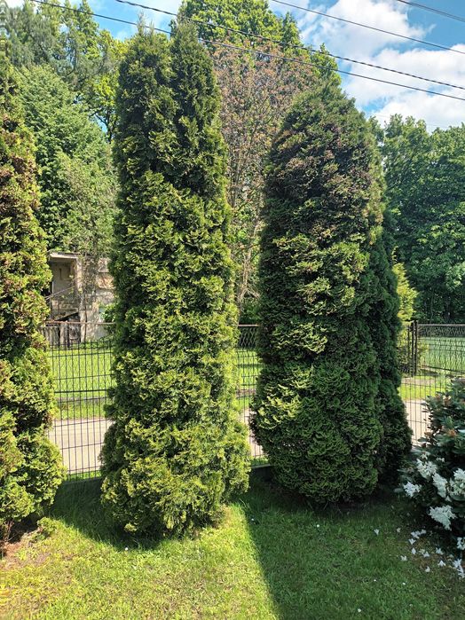 Thuja żywotnik zachodni wysokość 300cm.