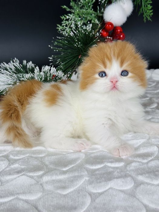 Шотландський хлопчик фолд.