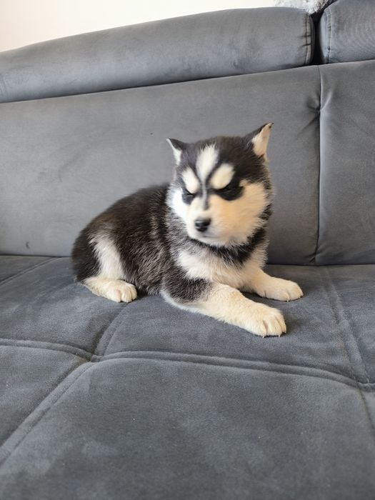 Husky suczka niebieskie oczka