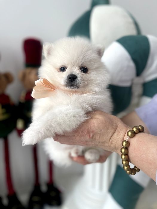 Померанські шпіци — Шукаєте щастя в пухнастому вигляді? Це вони!