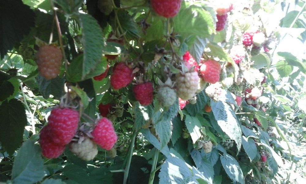 Продам сажанці малини хиритейдж