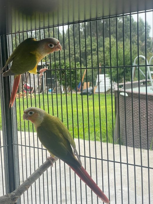 Casal Pyrruas pineapple