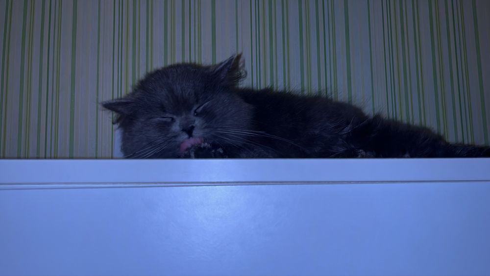 Віддам кішку у добрі руки