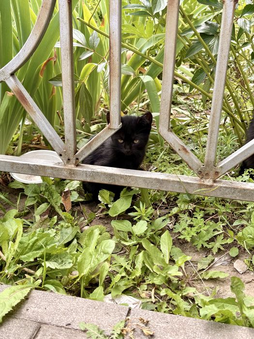 Кошенята котики 2 місяці