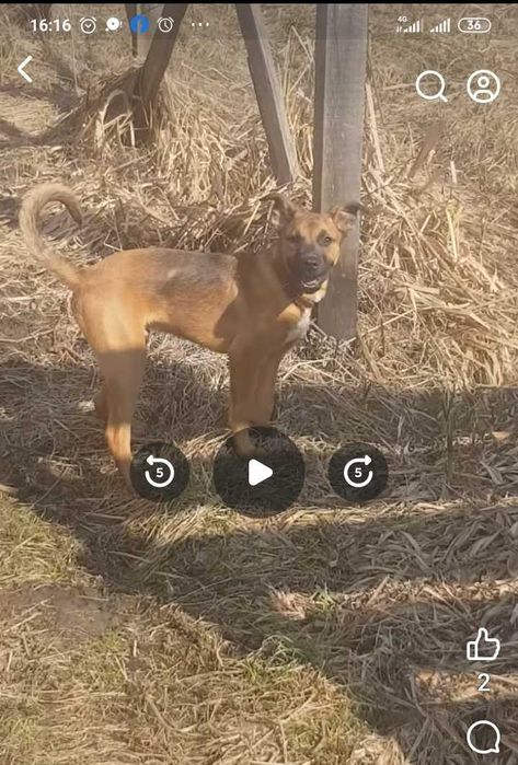 Молодий помісний Амстафф