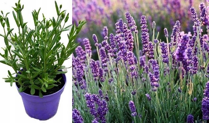 Lawenda Hidcote Blue Mrozoodporna Pachnąca na komary