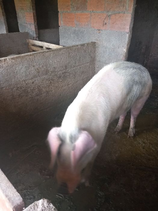 Porca parideira de boa qualidade