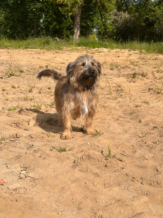 Jack Russell terrier