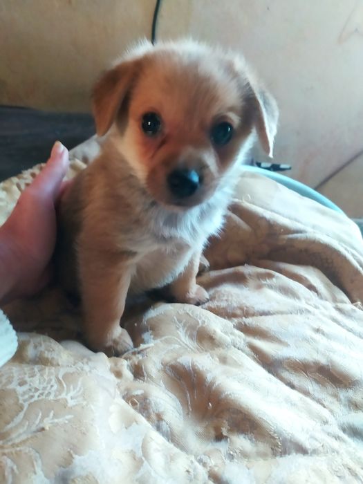 Щенок метис в добрые руки