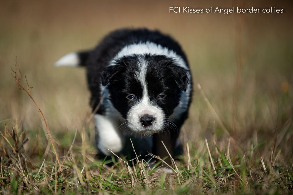Бордер колли - питомник, щенки