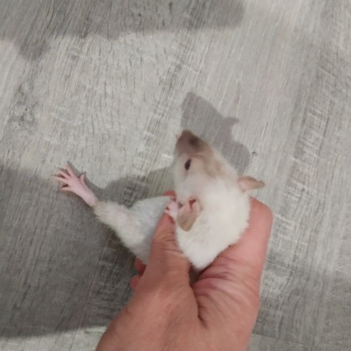 Декоративные крыски разные окрасы Дамбо Рекс крысята криса крысы