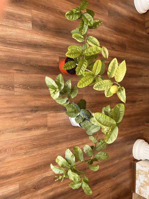 Фінікові пальми, лимони