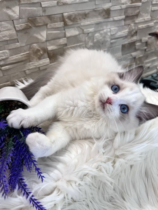 Ragdoll kocur Alex , rodowod FPL.
