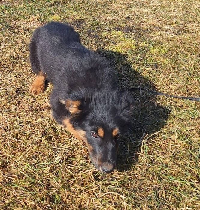 Dwa szczenięta ,będą małymi psami.