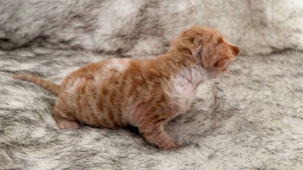 Продаються малюки девон- рекс