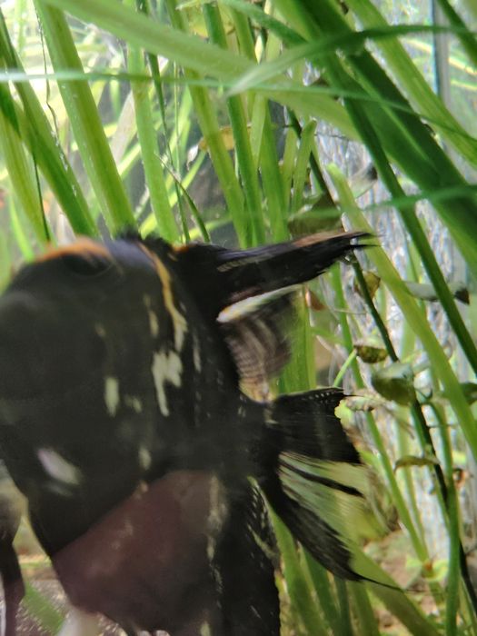 Sprzedam skalary czarne