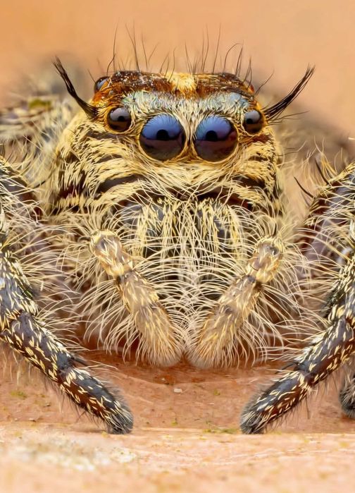 Skakun, skakuny hyllus, phidippus maluchy ptasznik, pająk dla początkujących