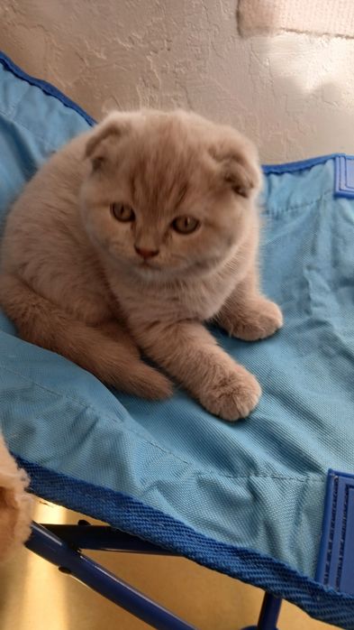 продаю шотландских котят