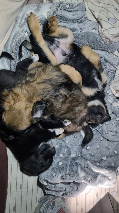 Отдам щенков в хорошие надёжные руки