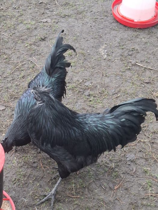 Sprzedam koguty ayam cemani