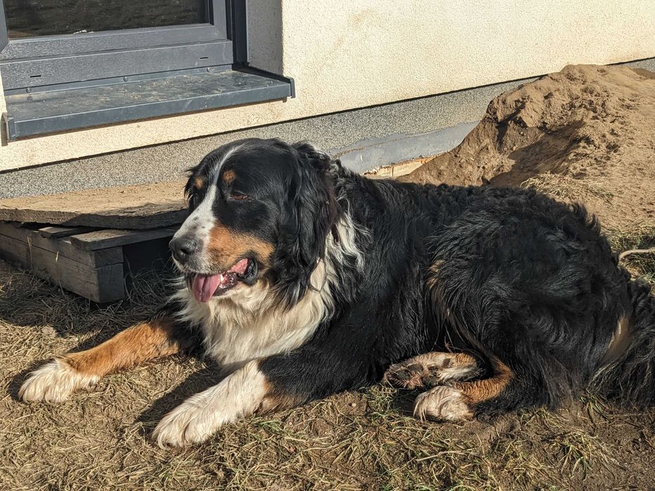 Berneński Pies Pasterski szczenię suczka
