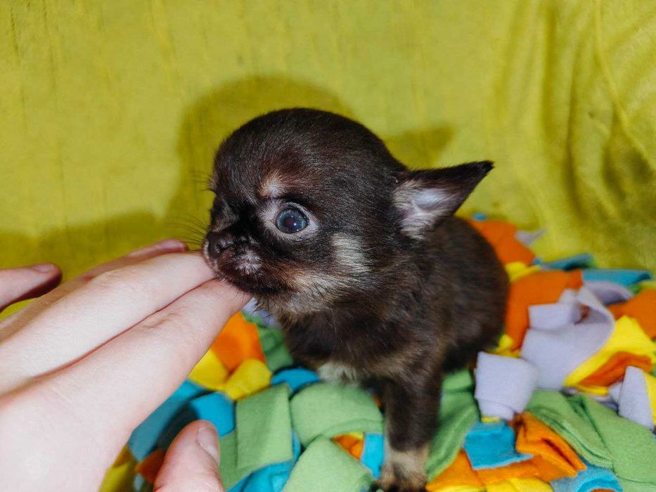 Чишечки чихуашечки