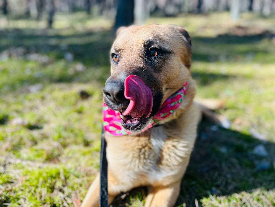 Guliwer w typie labradora do adopcji