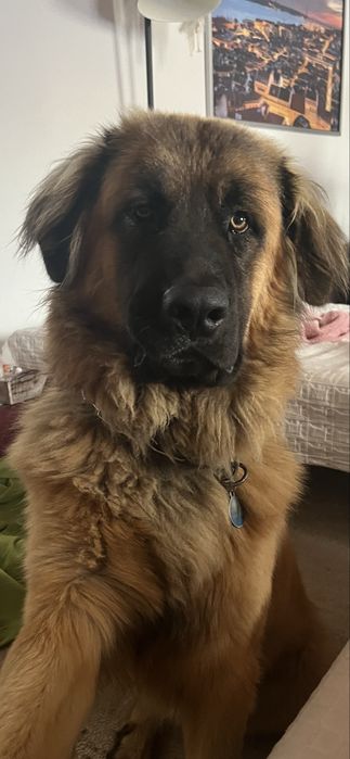 Cão da Serrada Estrela para adopção