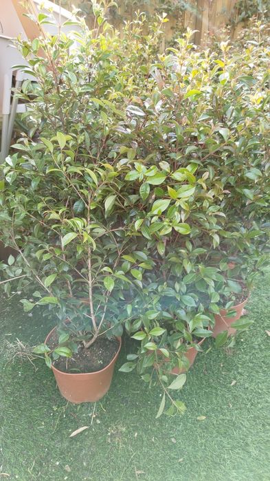 Plantas eugeneas para sebes ou ornamentação