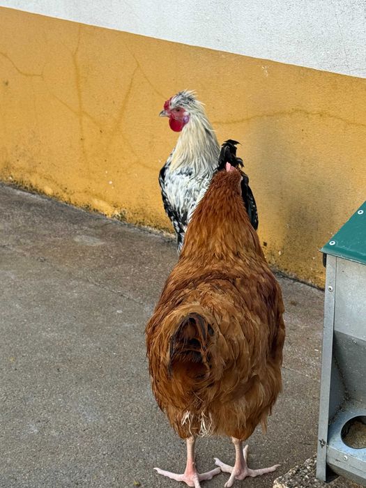 Galos diversos e Machos codorniz