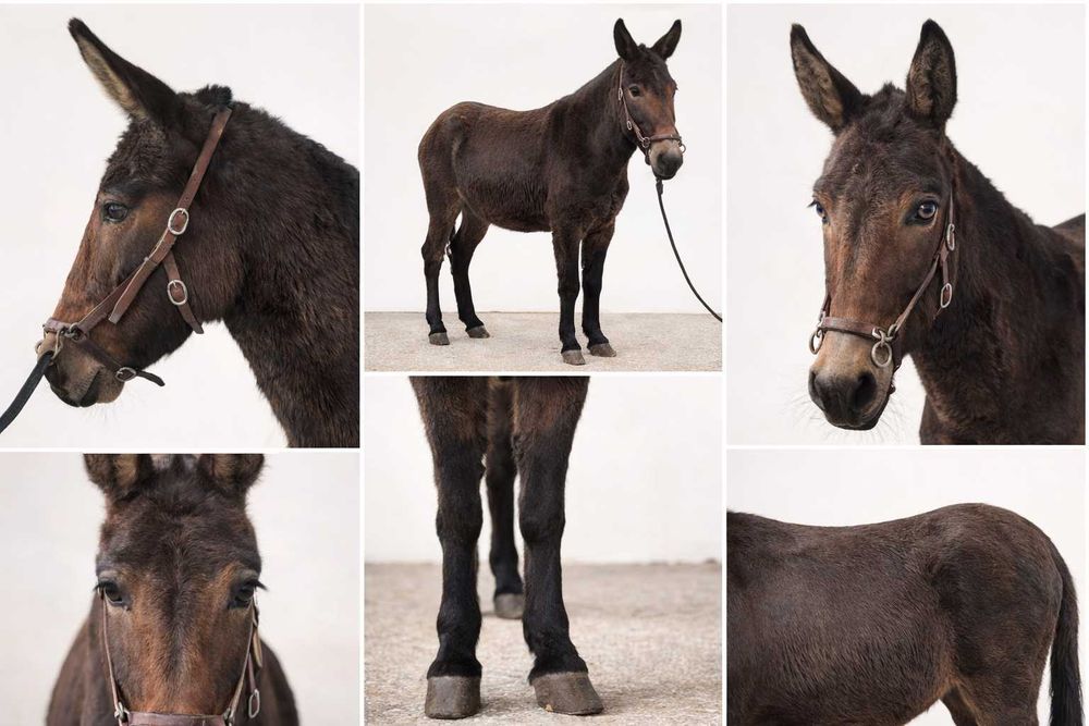 Macho (Mular) à Venda – Excelente Estado