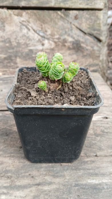 Золотой корень/Родиола