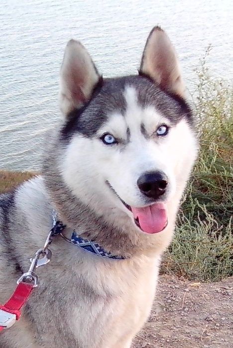 Кобель для вязки