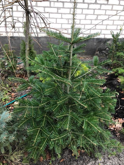 Ялиця Кавказька, Піхта Нордмана.