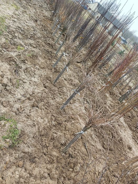 Drzewka owocowe i ozdobne