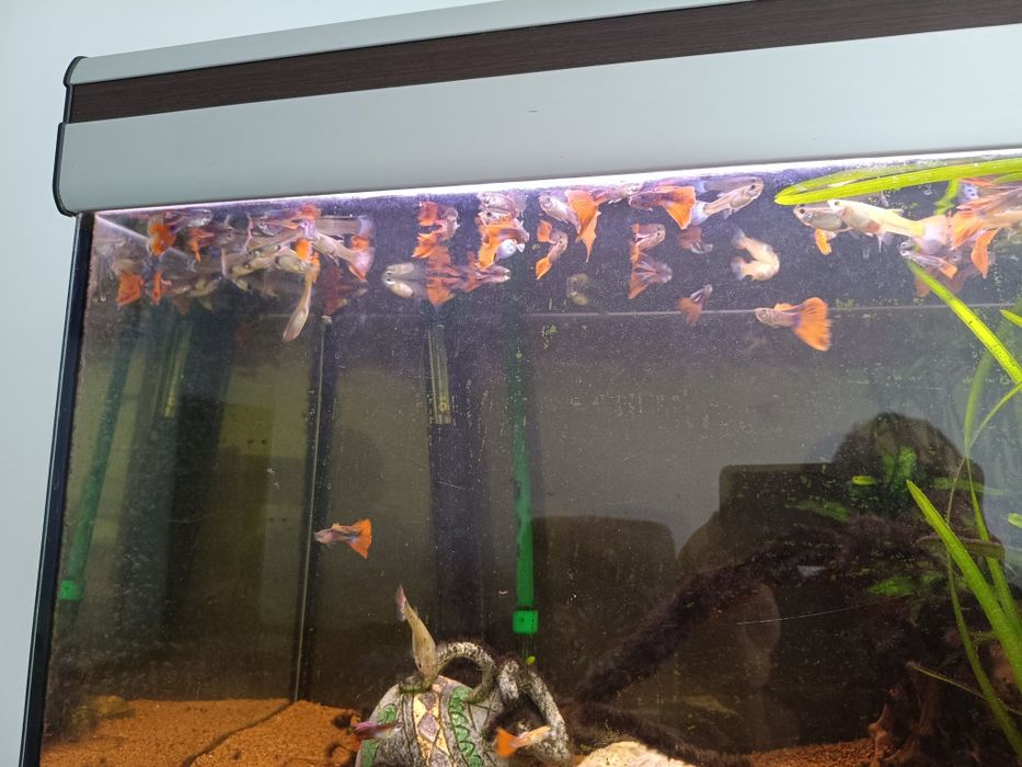 Aquário com movel completo de 200 litros