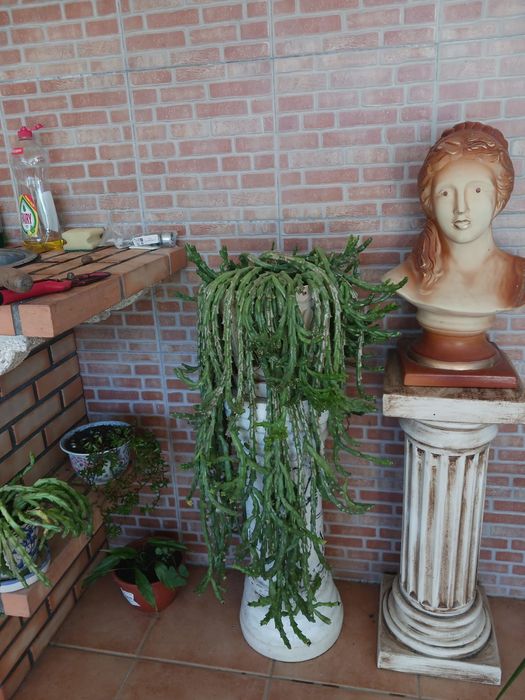 Plantas/Flores muita variedade